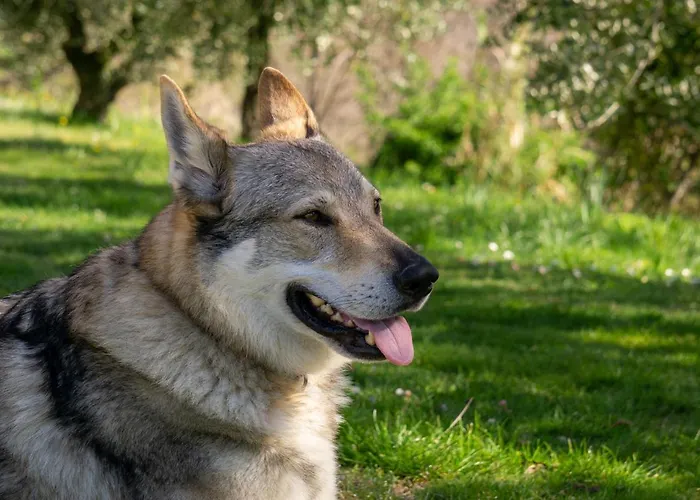 Le Colline Di Giulia - Mini Casa Ai Piedi Della Collina Apartment